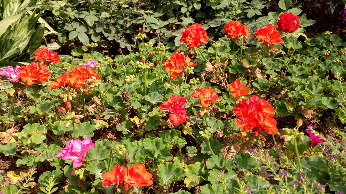 深圳-麓城外國語小學(xué)標(biāo)識系統(tǒng)工程案例